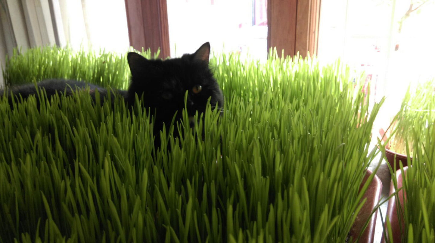 Wheatgrass