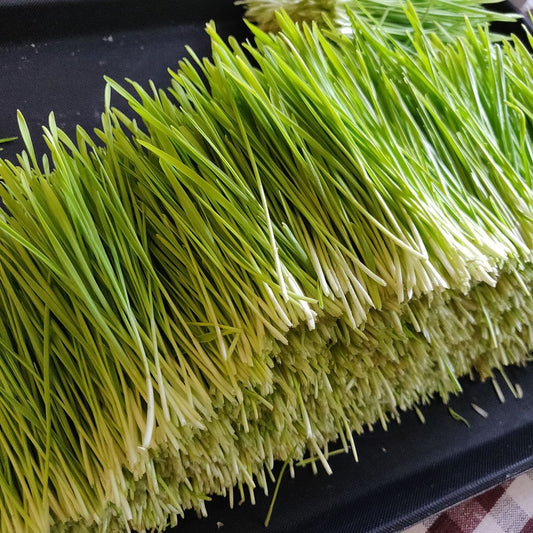 Body Medium ….. Wheatgrass the most Alkaline food