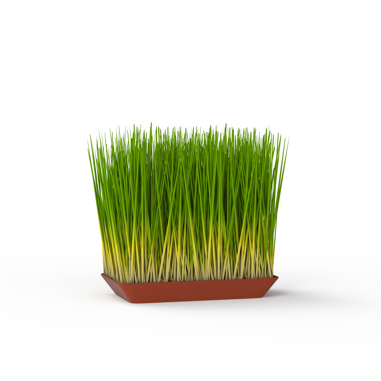 Wheatgrass