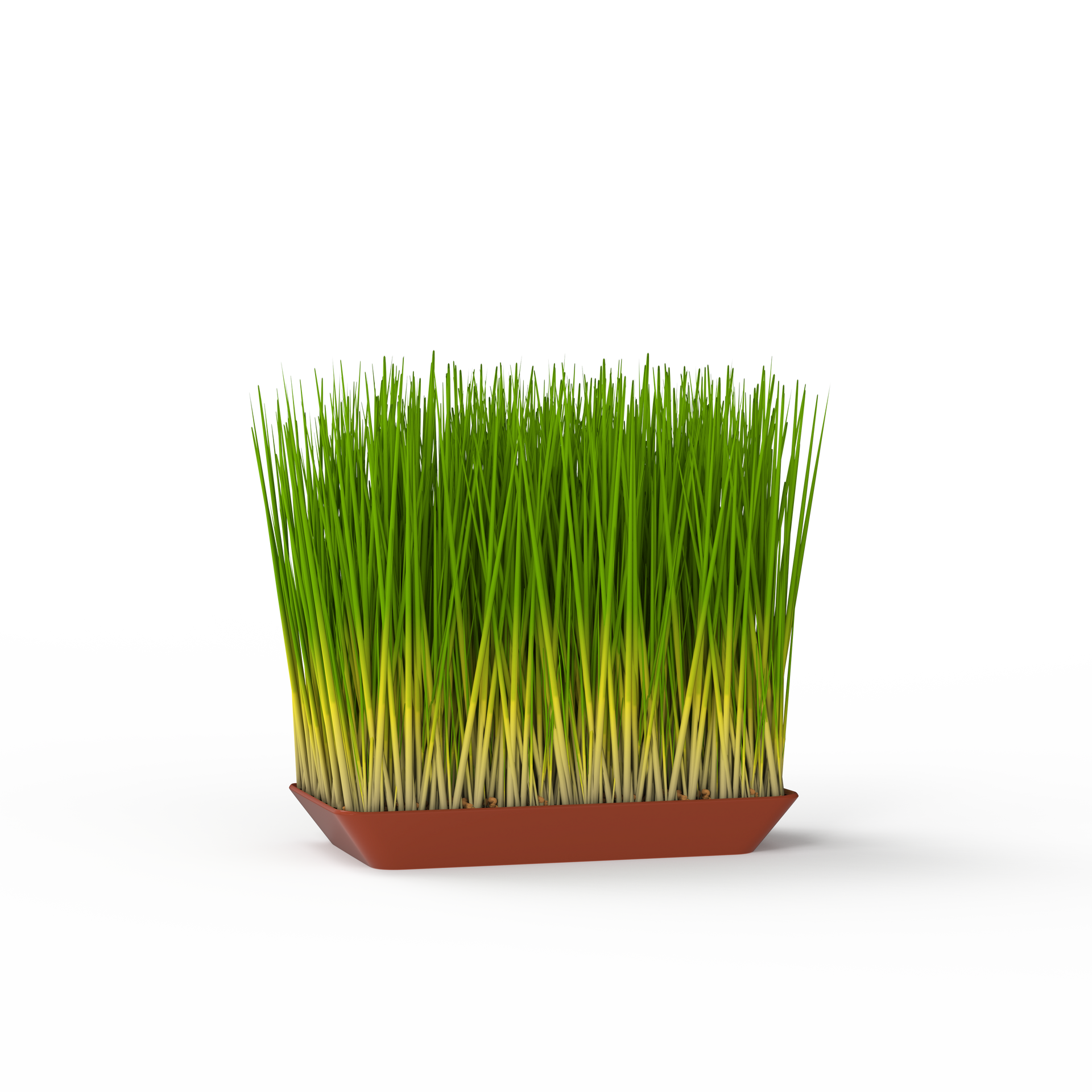 Wheatgrass