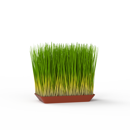 Wheatgrass