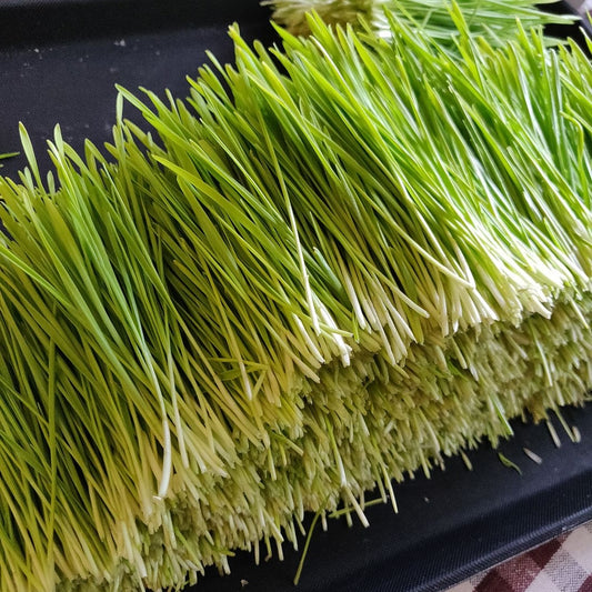 Wheatgrass